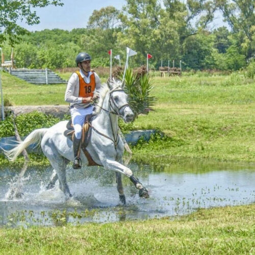 Joshua Purkis Eventing